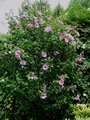 Hibiscus syriacus